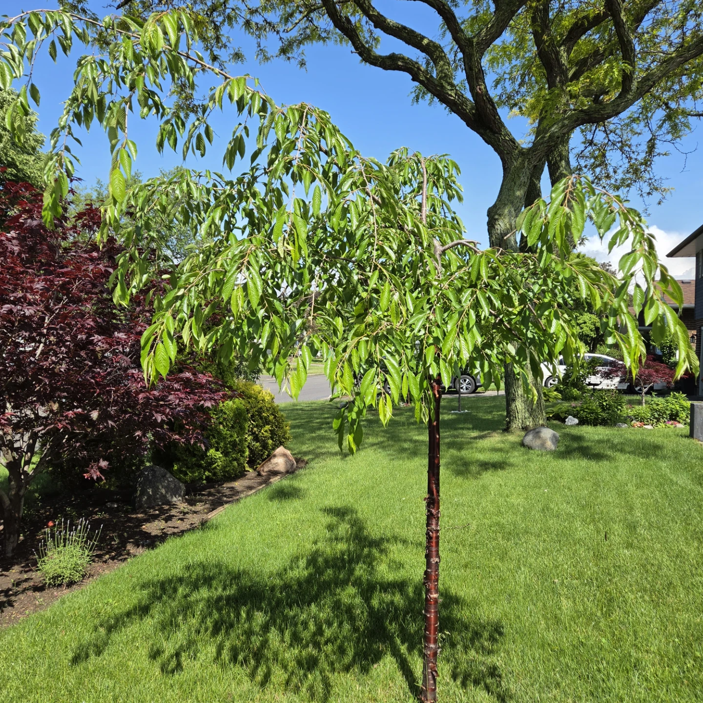 Weeping Cherry Tree