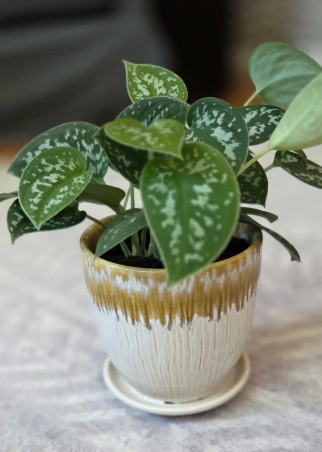 Silver Vine Plant 🪴 - photo 2