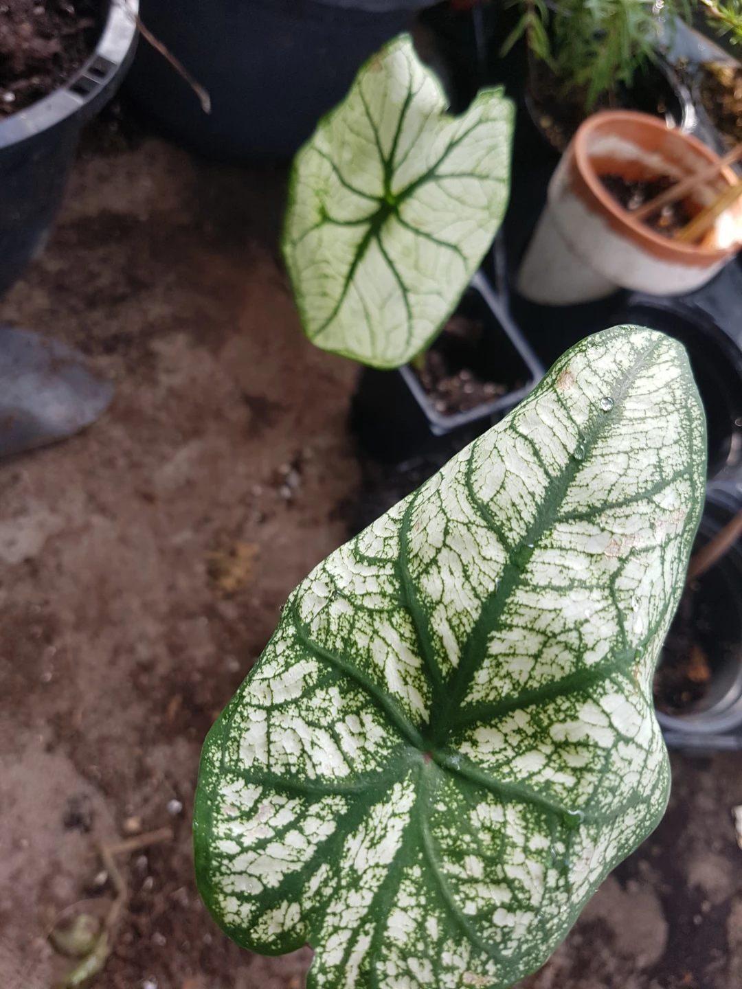 Caladium Plant Assorted Leaf Varieties - photo 4