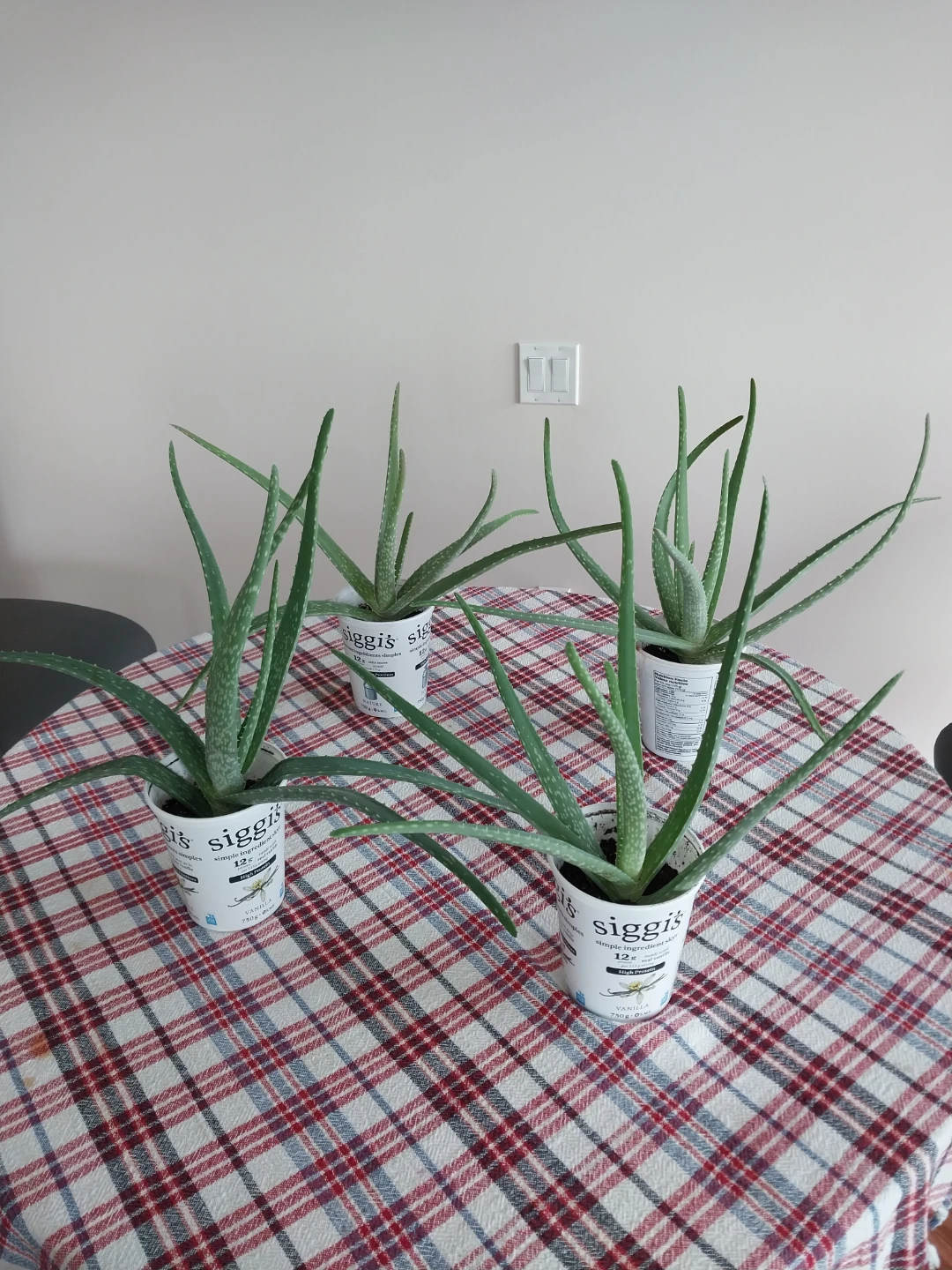 Large Aloe Vera Plants ⚽