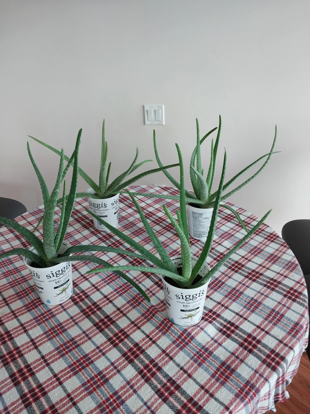 Large Aloe Vera Plants ⚽ - photo 3