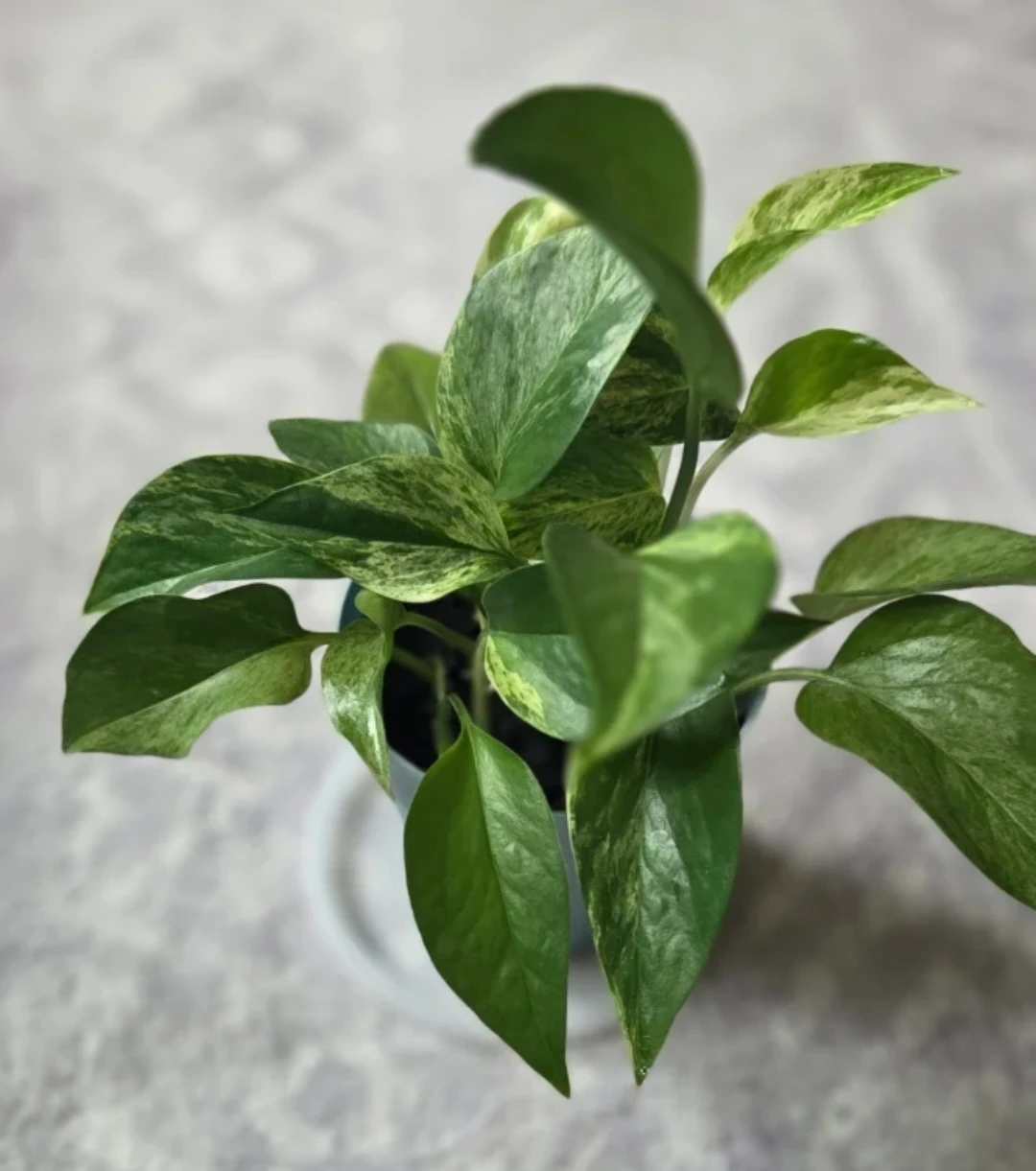Marble Queen Pothos 🪴⚽️ - photo 3