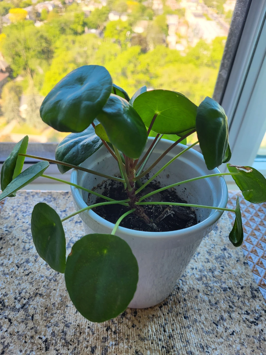 Pilea Plant in White Pot