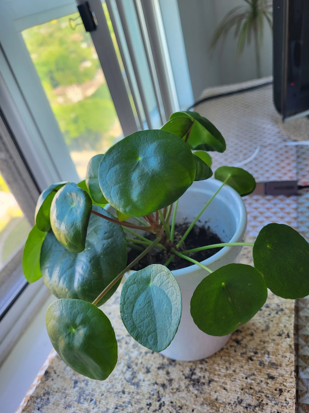 Pilea Plant in White Pot - photo 2
