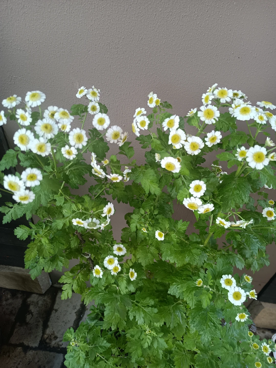 White and Yellow Daisies Plant