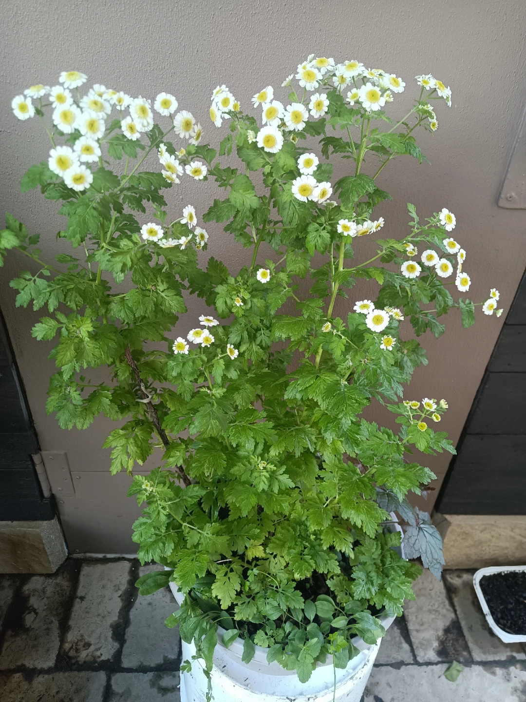 White and Yellow Daisies Plant - photo 2