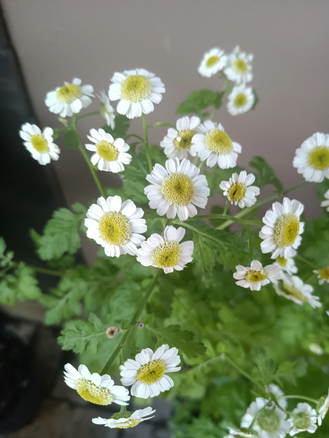 White and Yellow Daisies Plant - photo 3