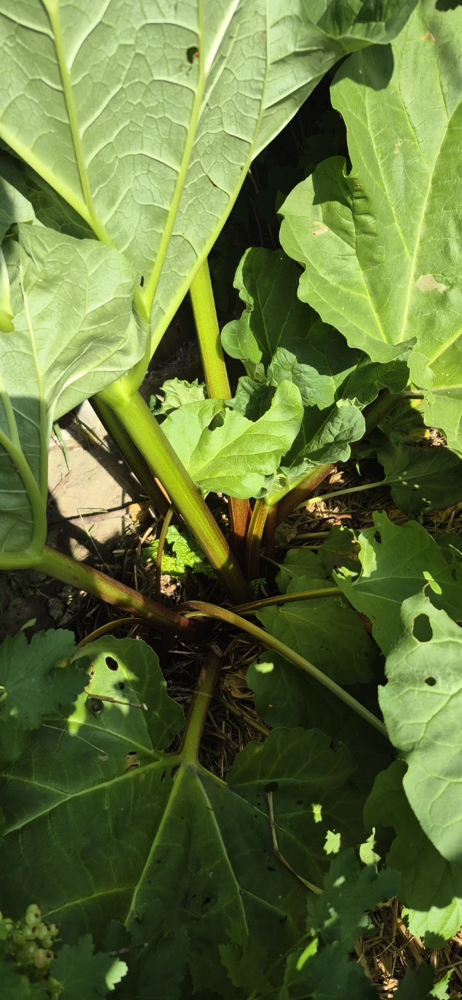 Rhubarb for sale - photo 3