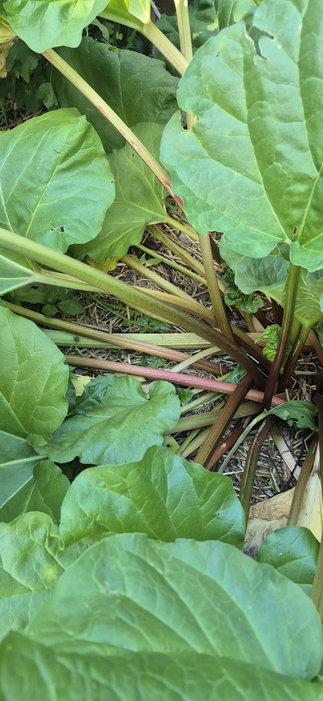 Rhubarb for sale - photo 4