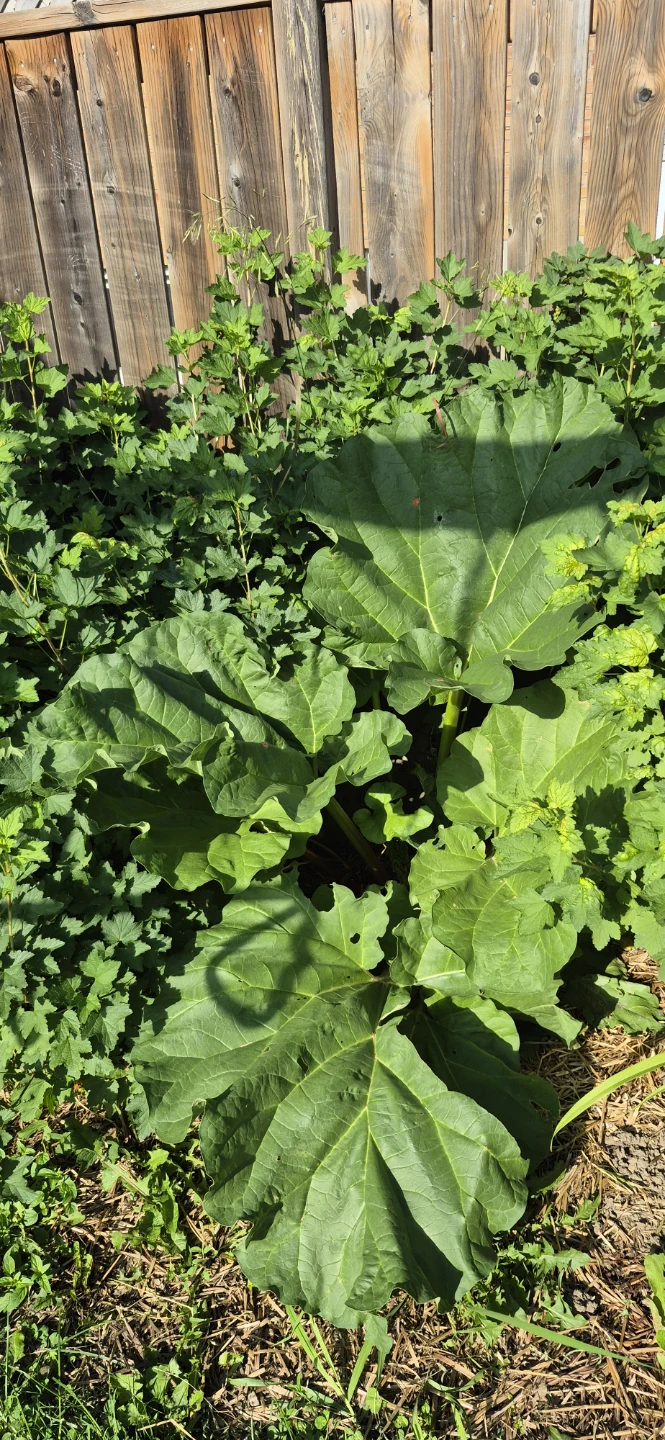 Rhubarb for sale - photo 5