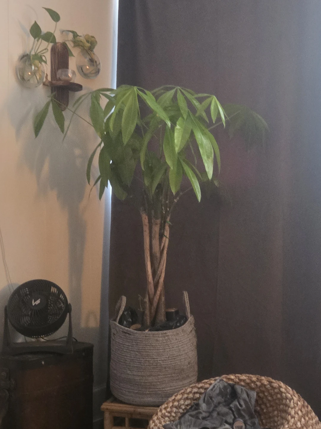 Healthy Live plant ⚽️
