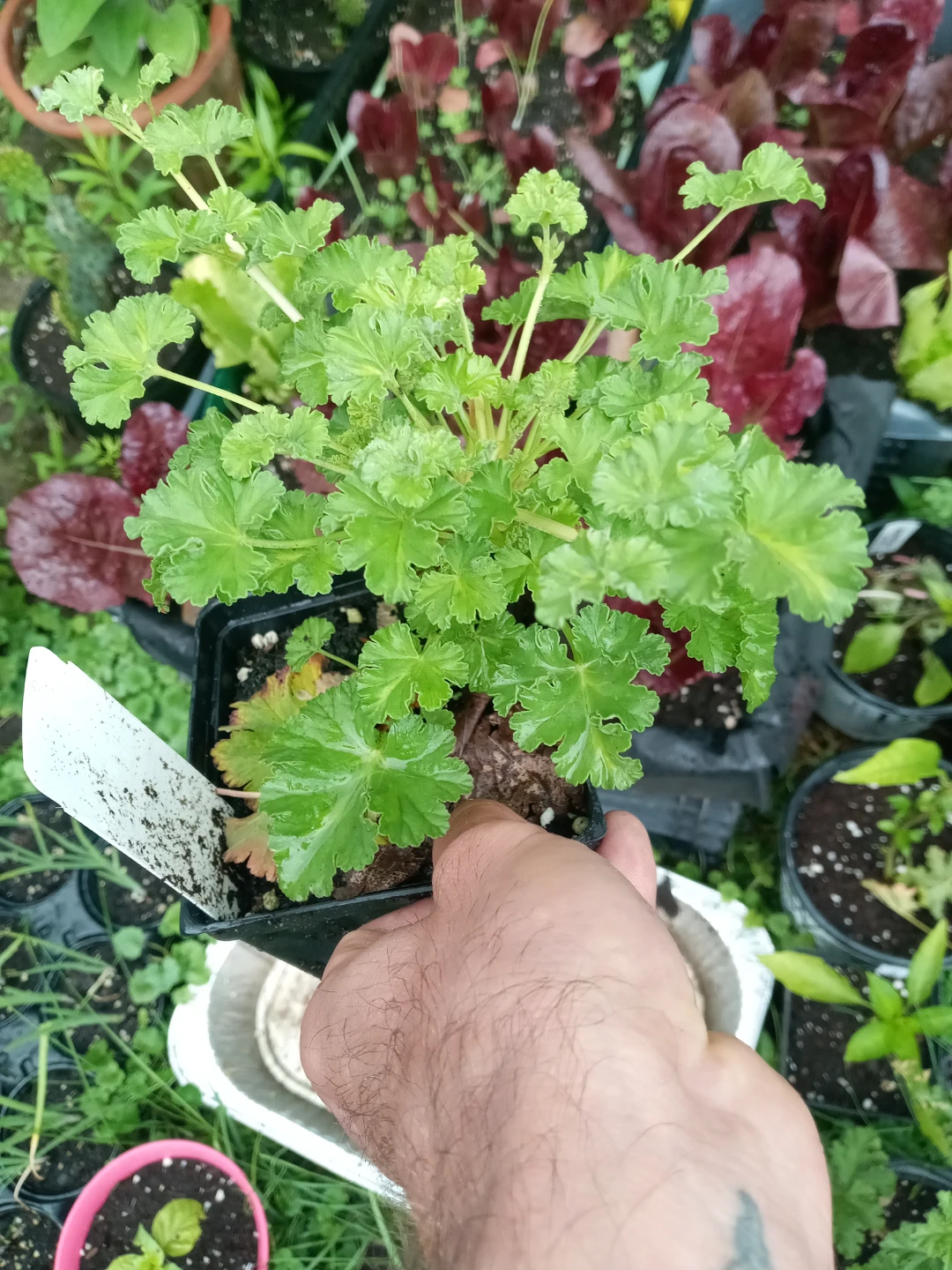 Nutmeg scented geranium