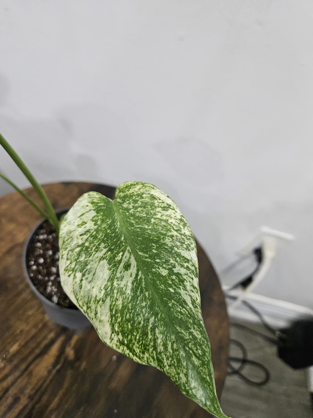 Monstera mint Plant in 4"pot ⚽️
