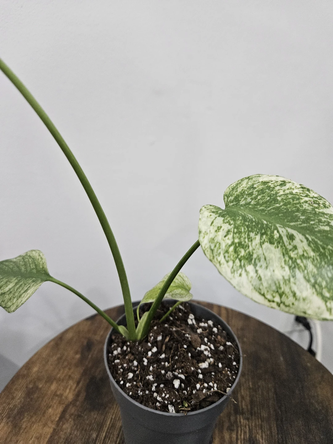 Monstera mint Plant in 4"pot ⚽️ - photo 2