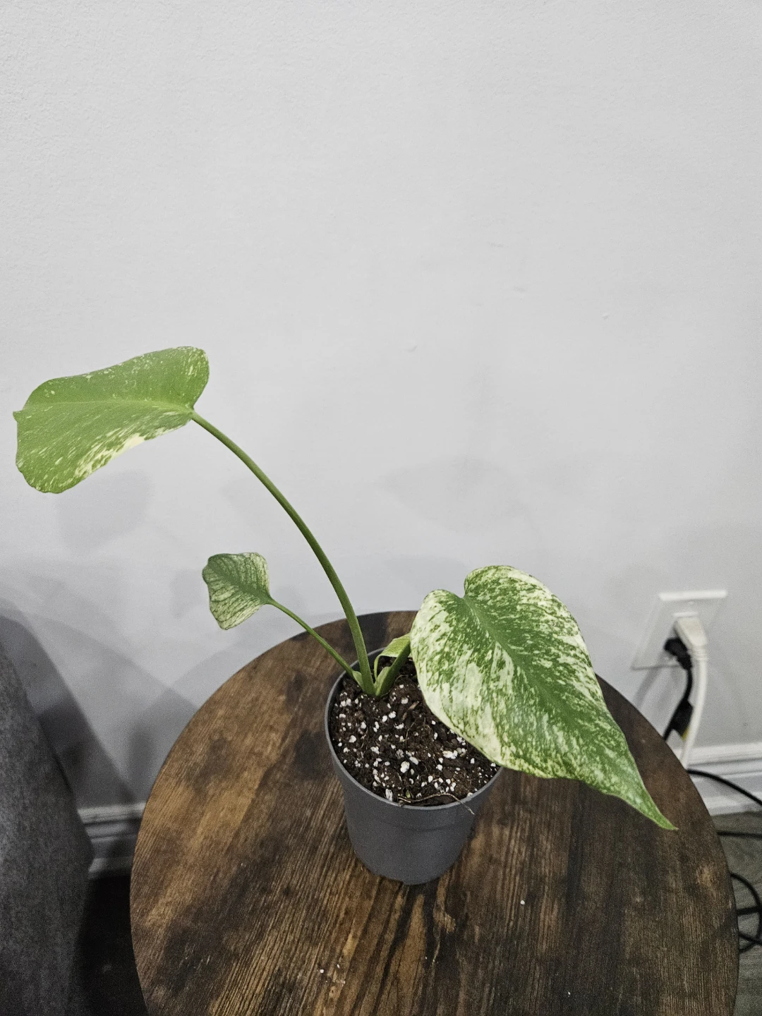 Monstera mint Plant in 4"pot ⚽️ - photo 3