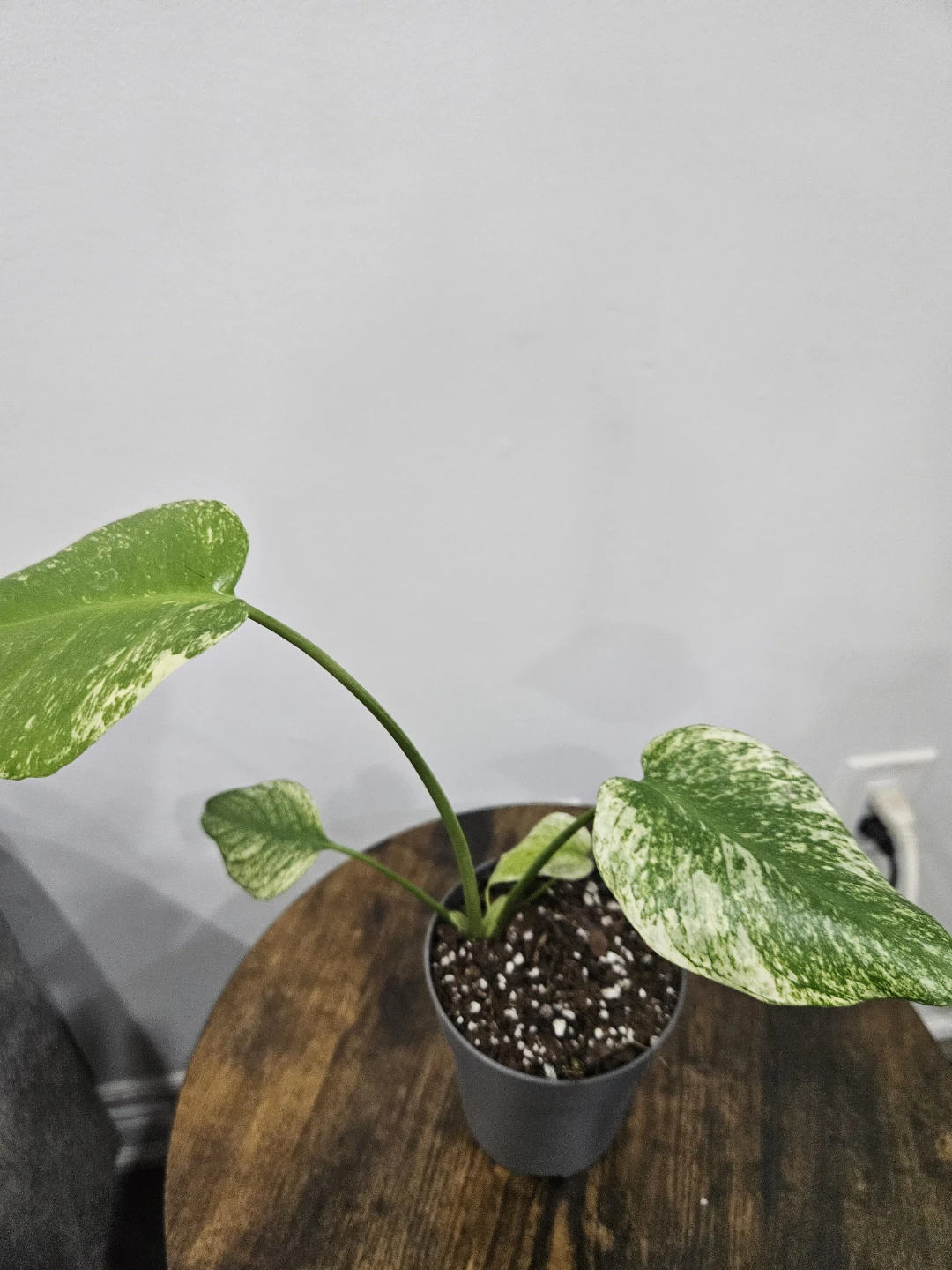 Monstera mint Plant in 4"pot ⚽️ - photo 4