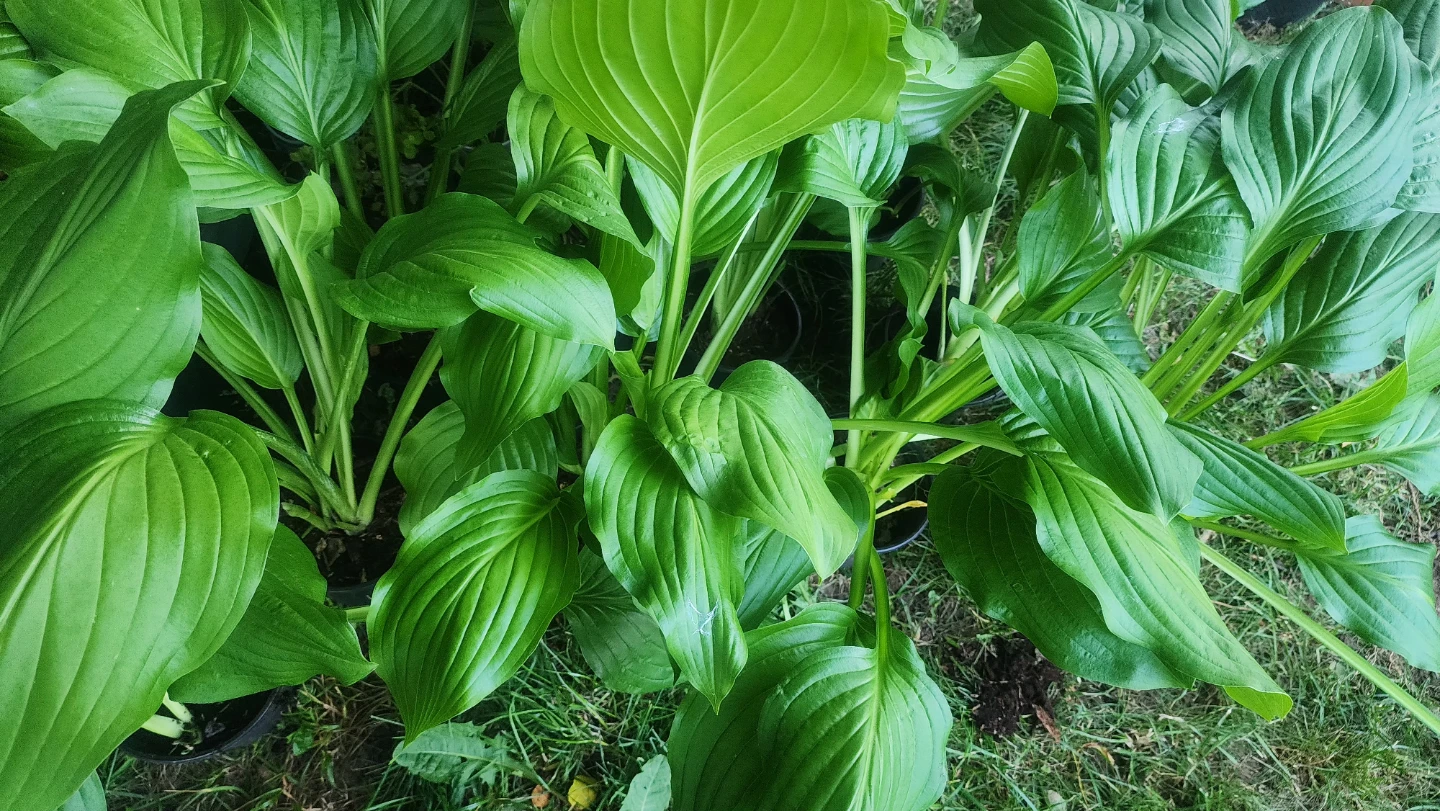 Healthy Hosta Plants in Pots - photo 4
