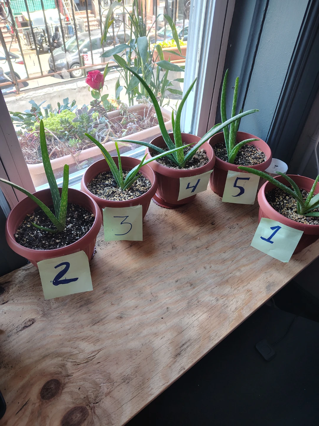 Aloe Vera Plants - Set of 5   $10 each or $40 for all