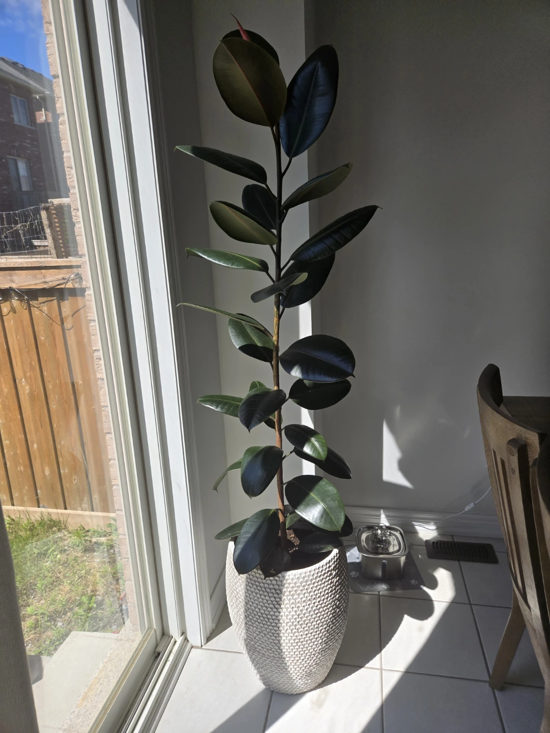 Beautiful Tall Healthy Ficus Tree & Textured Floor Planter