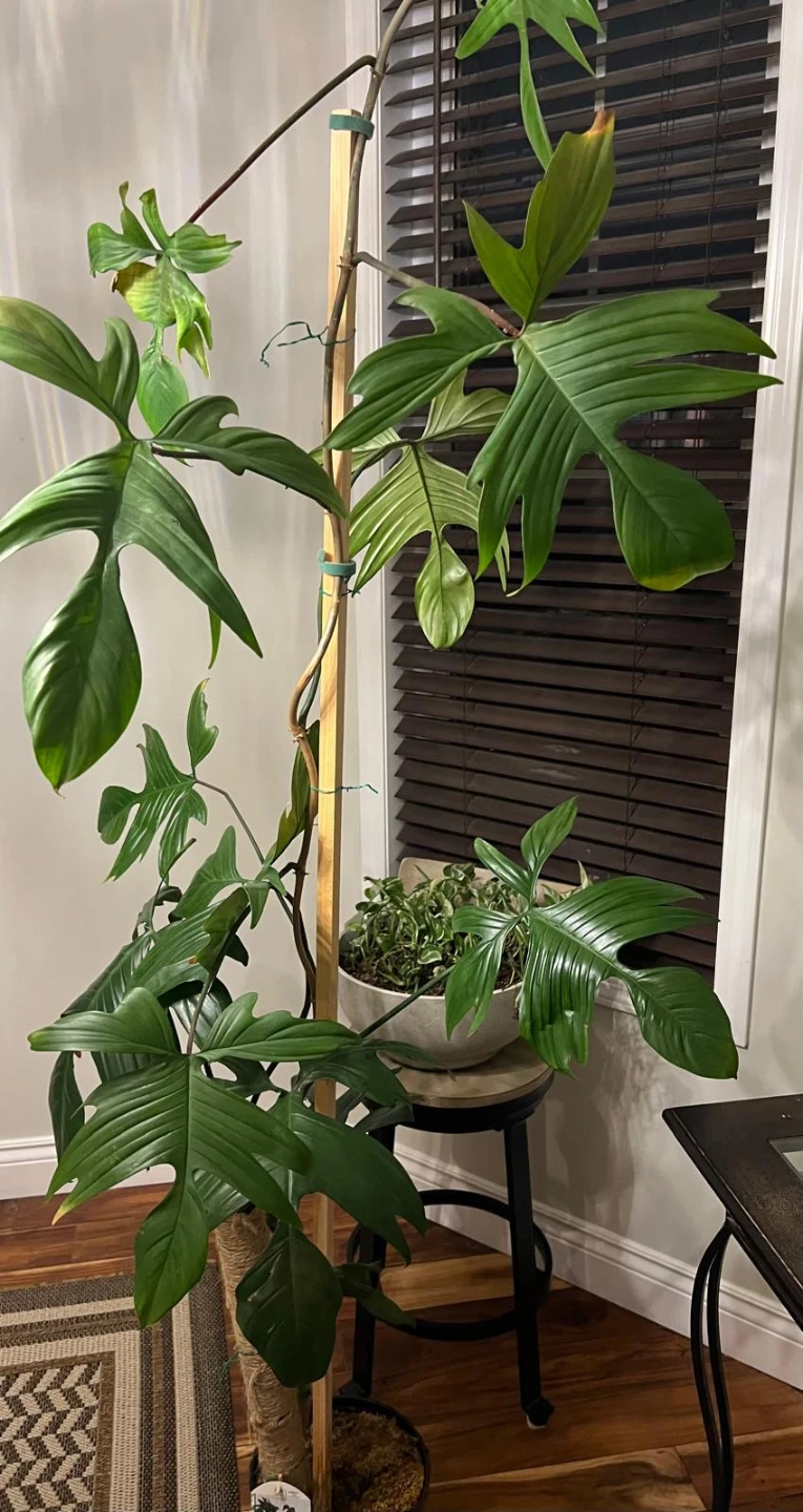 Indoor plants/philodendron - photo 2