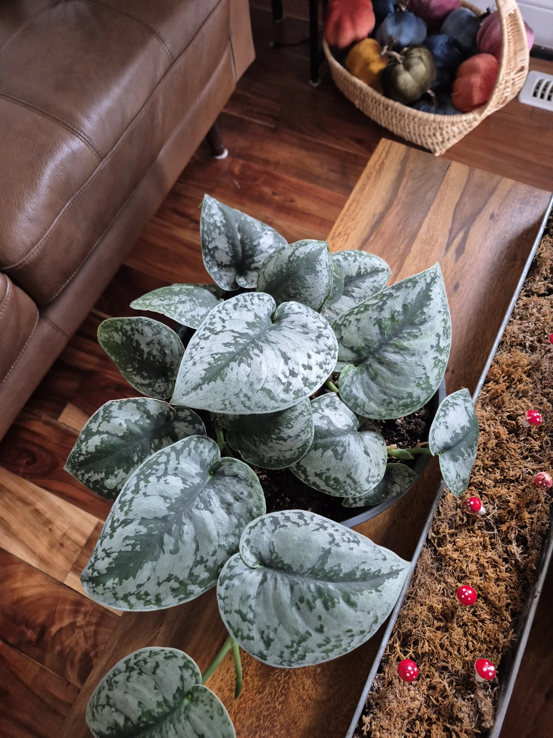 Indoor plants/philodendron - photo 4