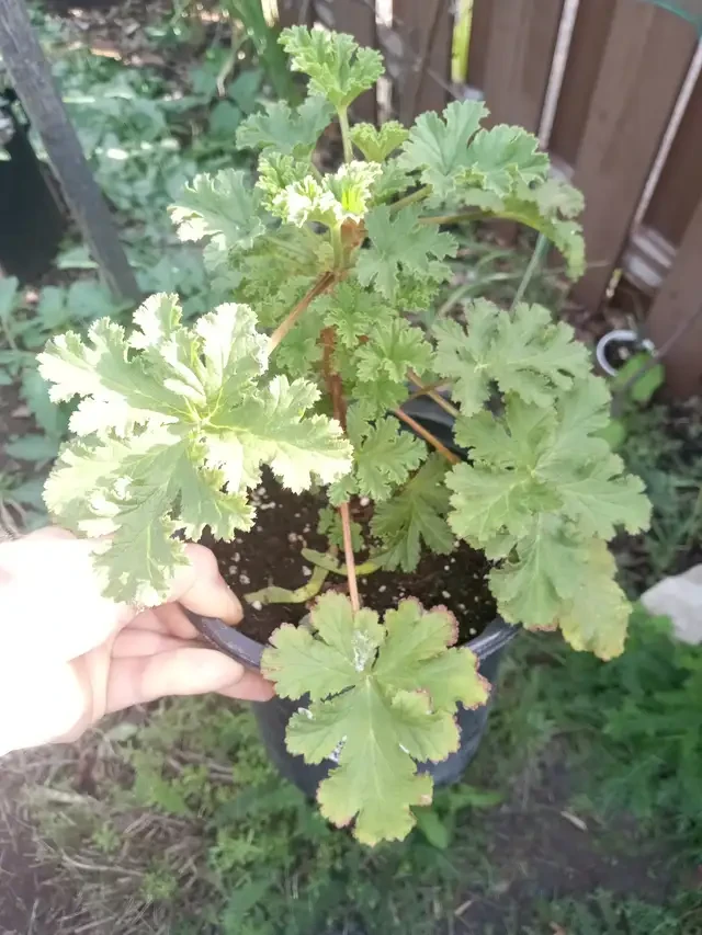 Apricot scented geranium
