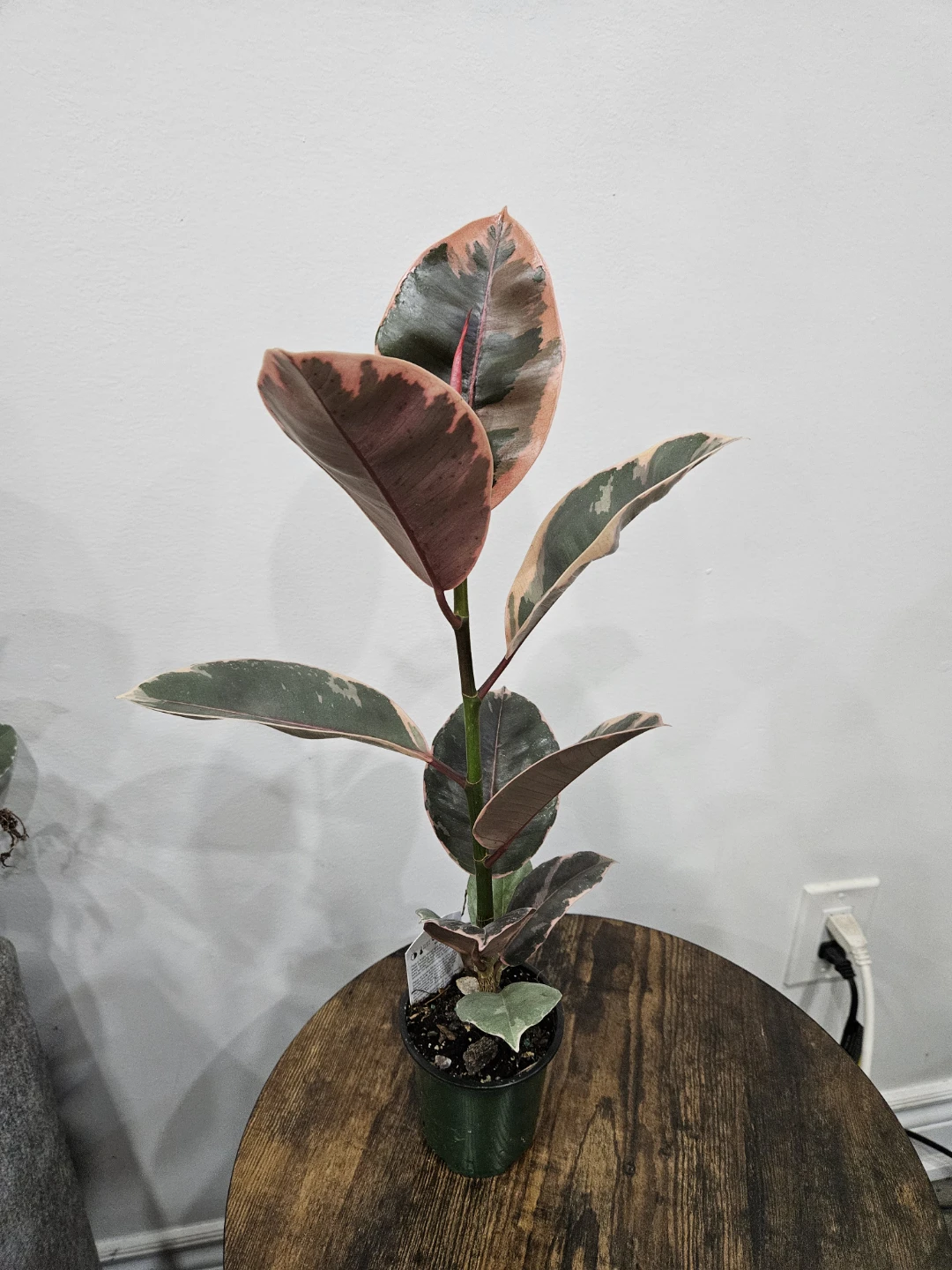 Variegated Rubber Tree Plant⚽️
