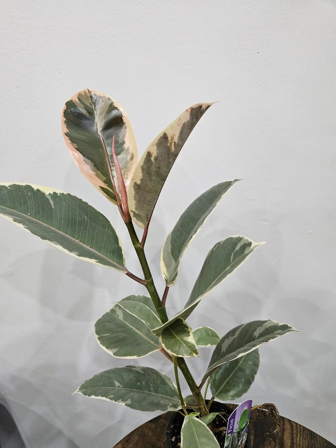 Variegated Rubber Tree Plant⚽️ - photo 2