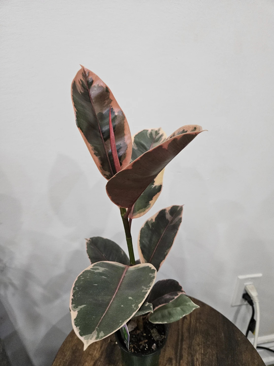 Variegated Rubber Tree Plant⚽️ - photo 3