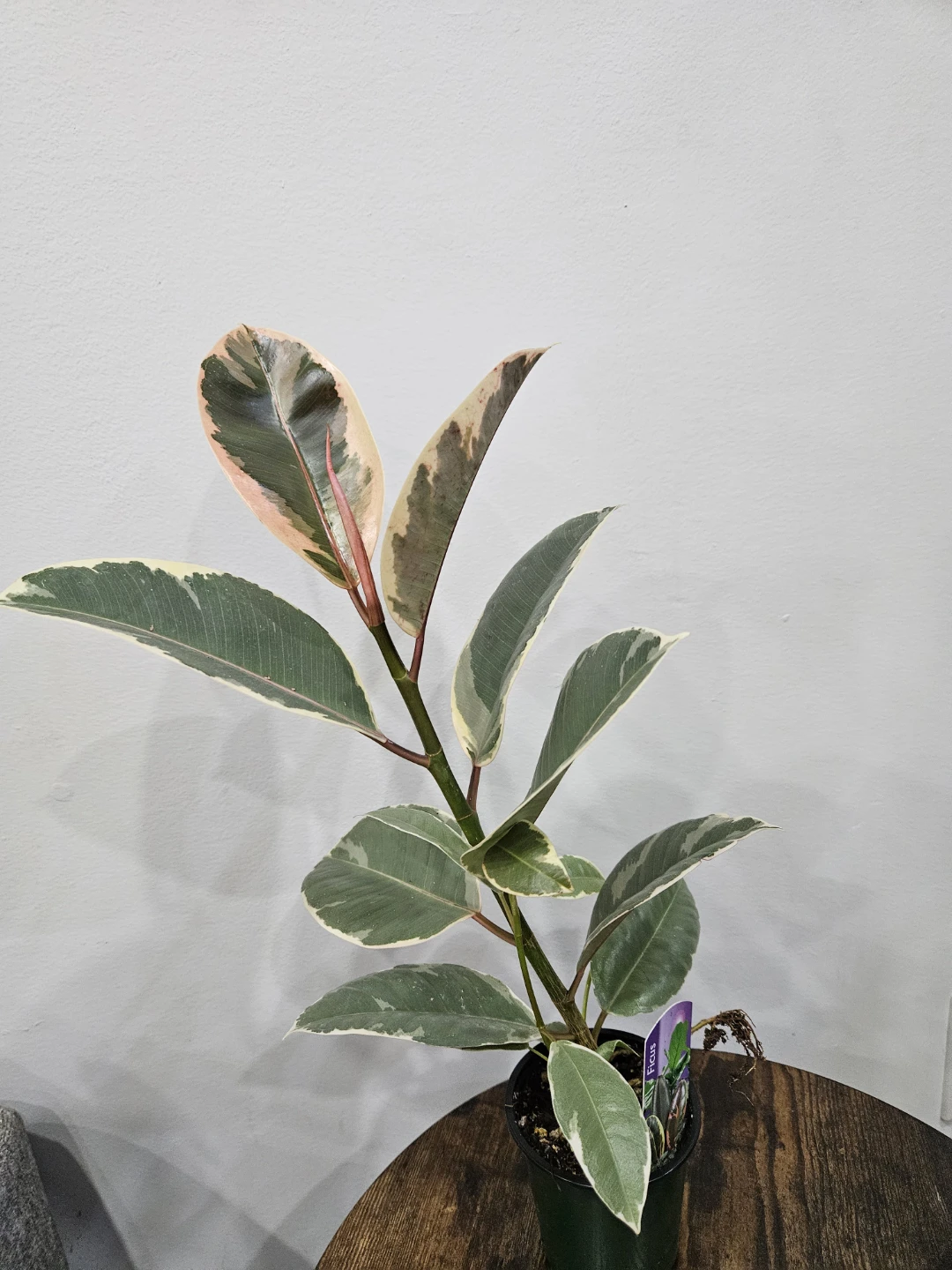 Variegated Rubber Tree Plant⚽️ - photo 4