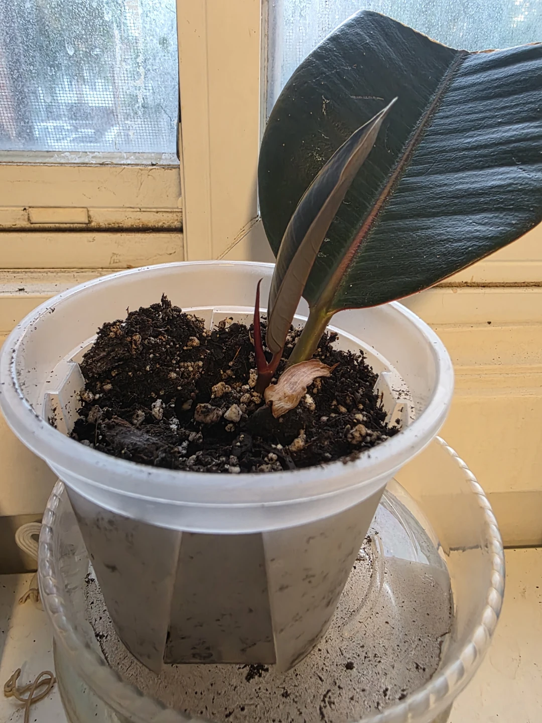 ⚽ Rubber Plant (Ficus elastica)