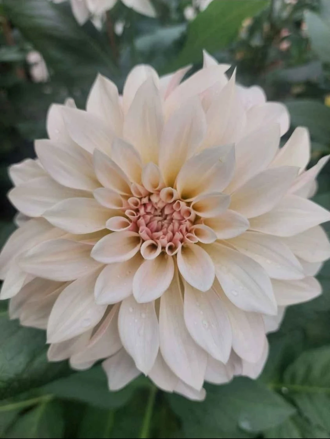 ⚽Cafe au lait Dahlia tubers sprouted $7 each