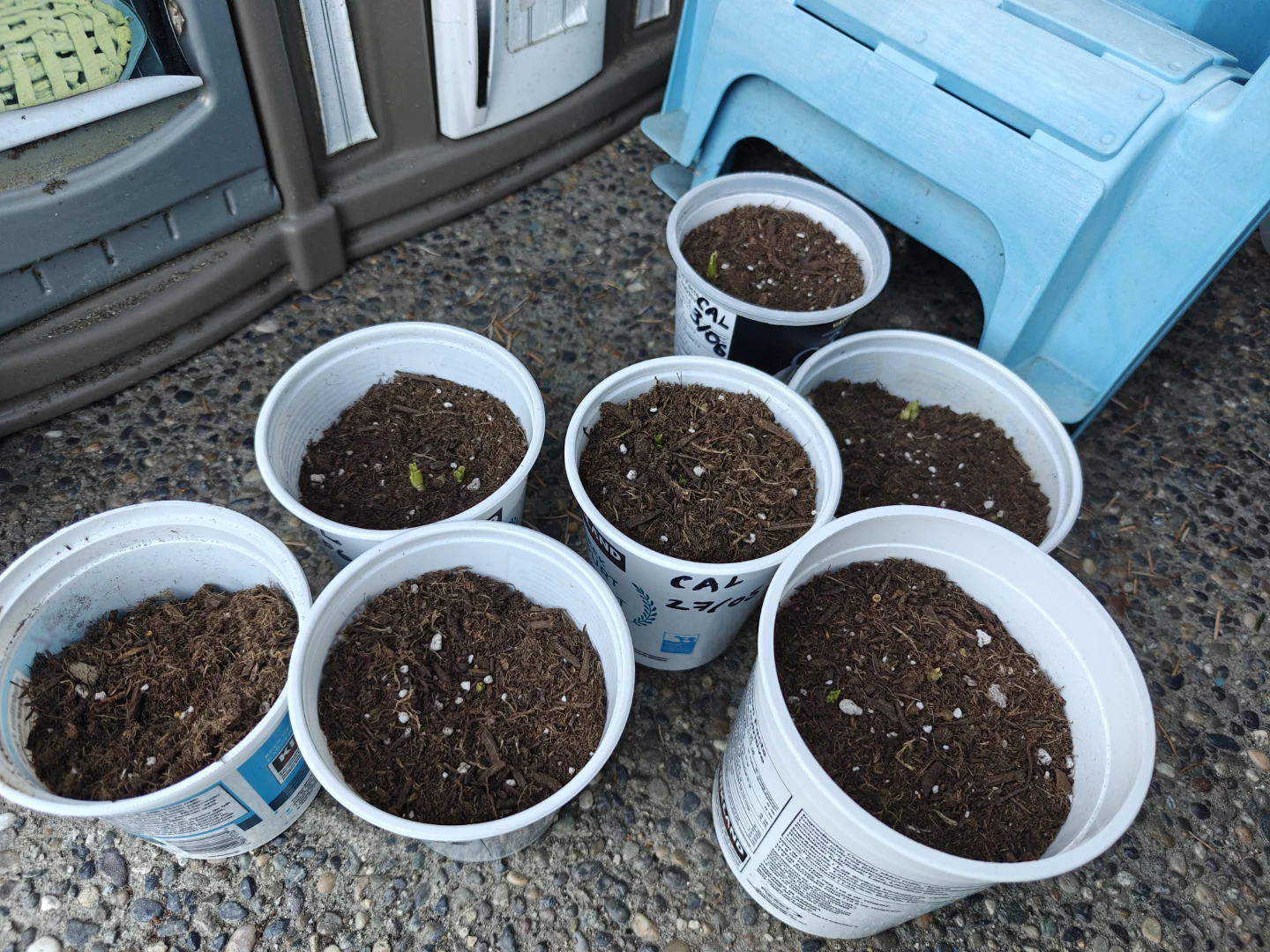 ⚽Cafe au lait Dahlia tubers sprouted $7 each - photo 2