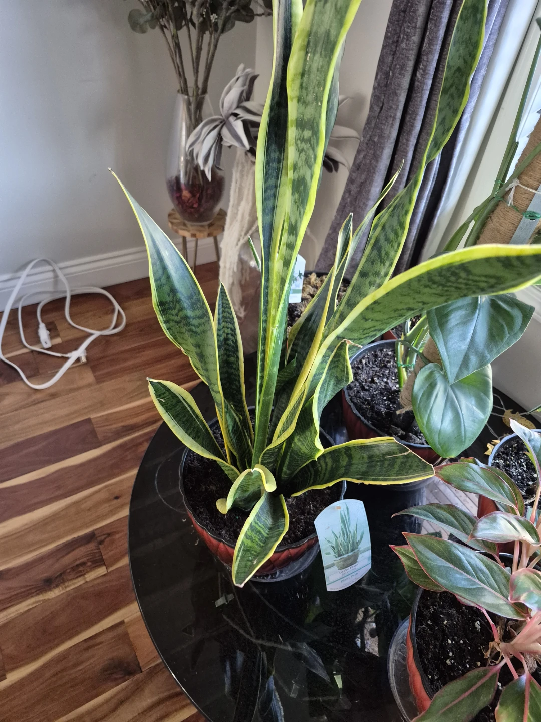 Snake Plant and Pink Aglaonema Plant Bundle - photo 2