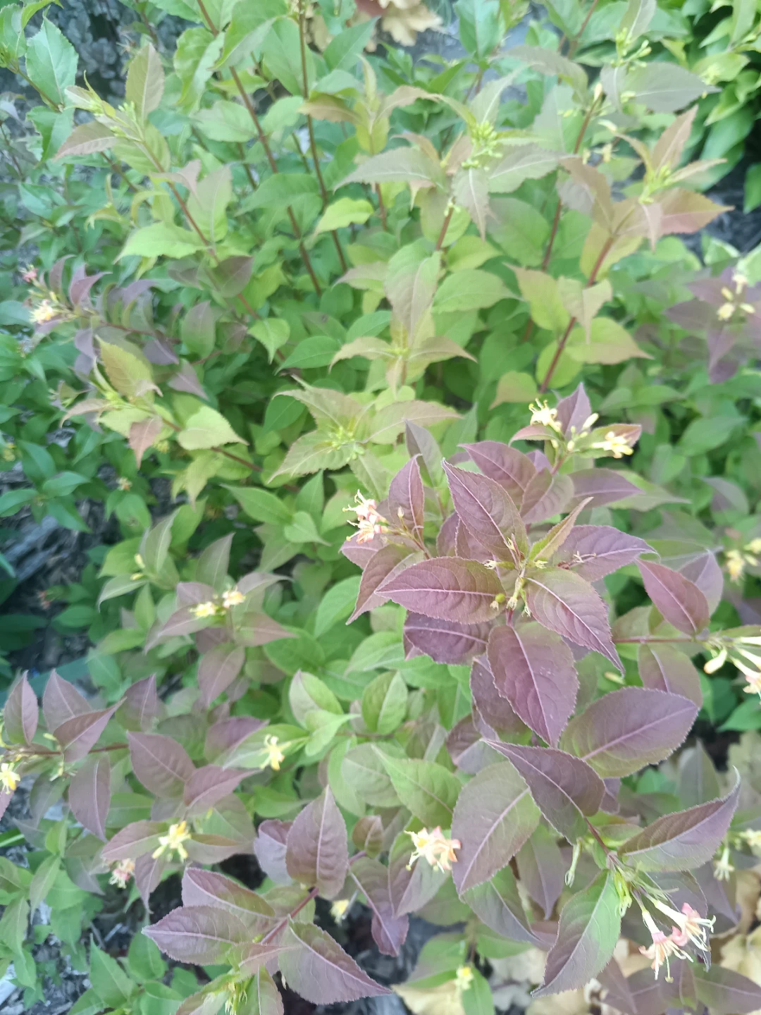 Weigela Plant in Pot