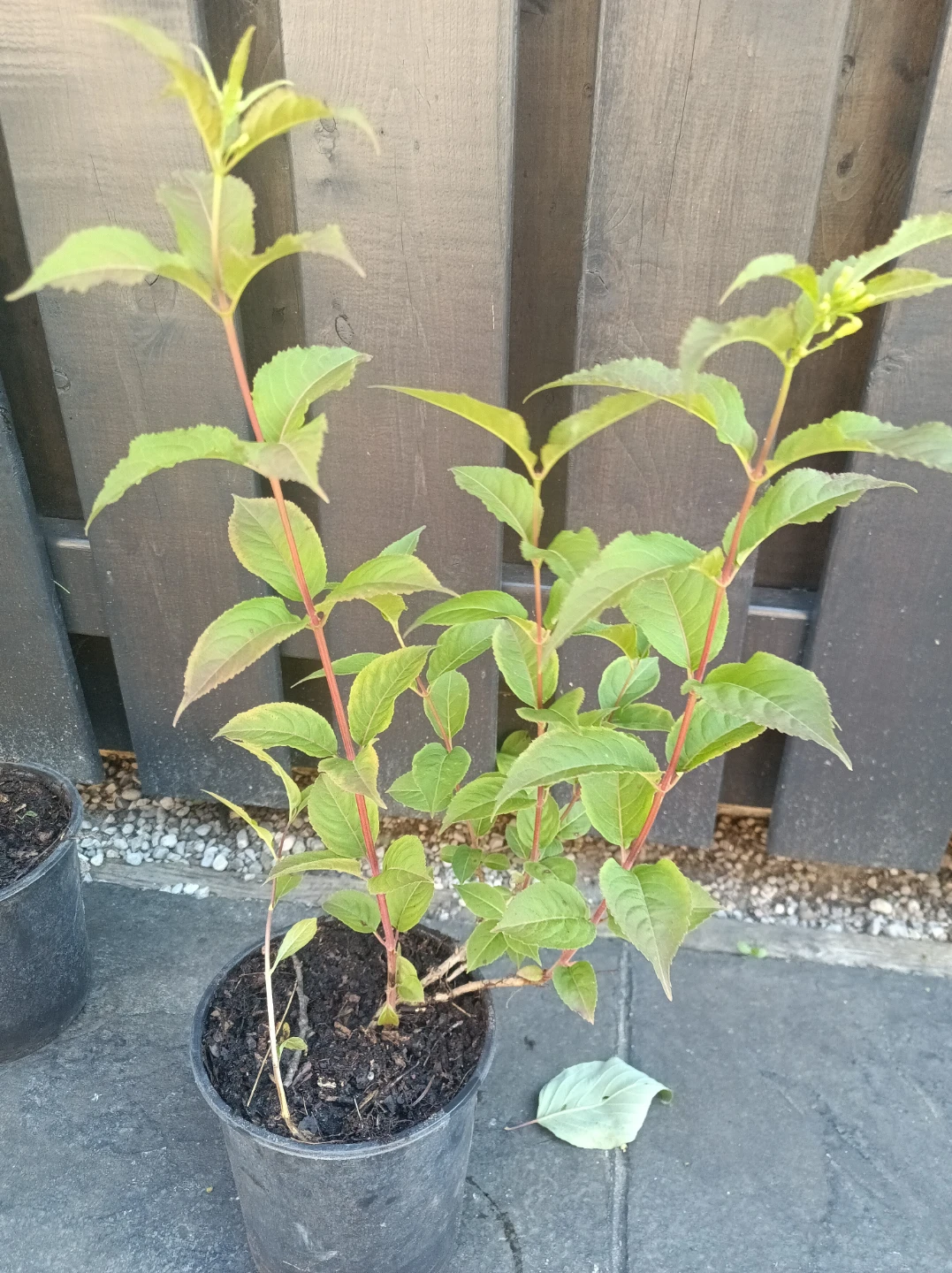 Weigela Plant in Pot - photo 2