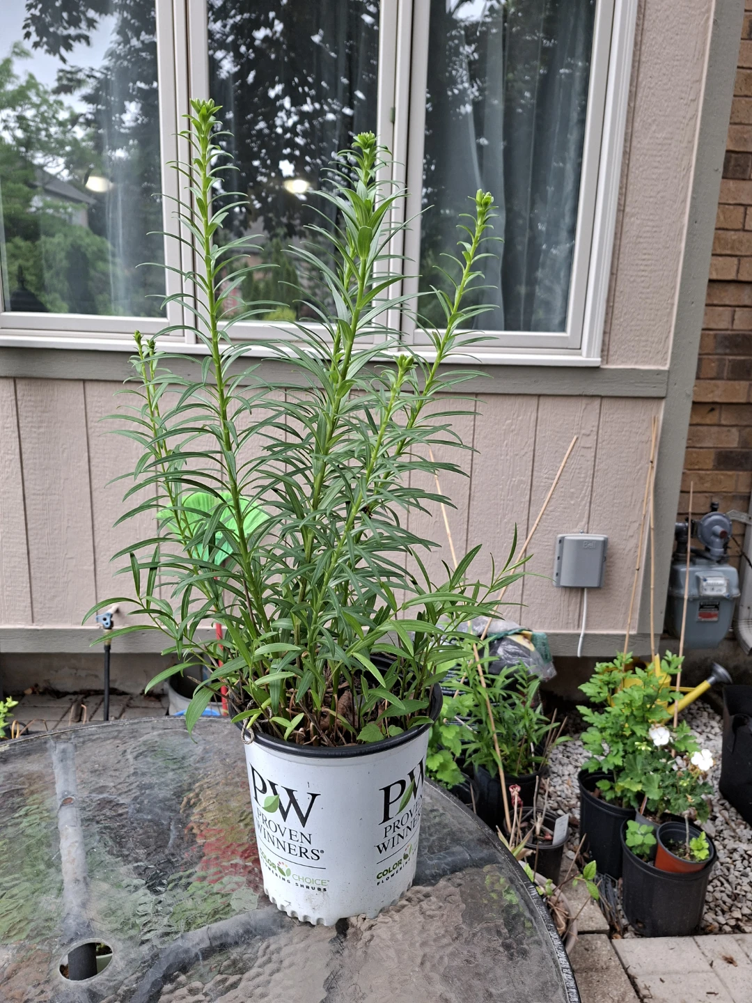 Autistic Lily Plant