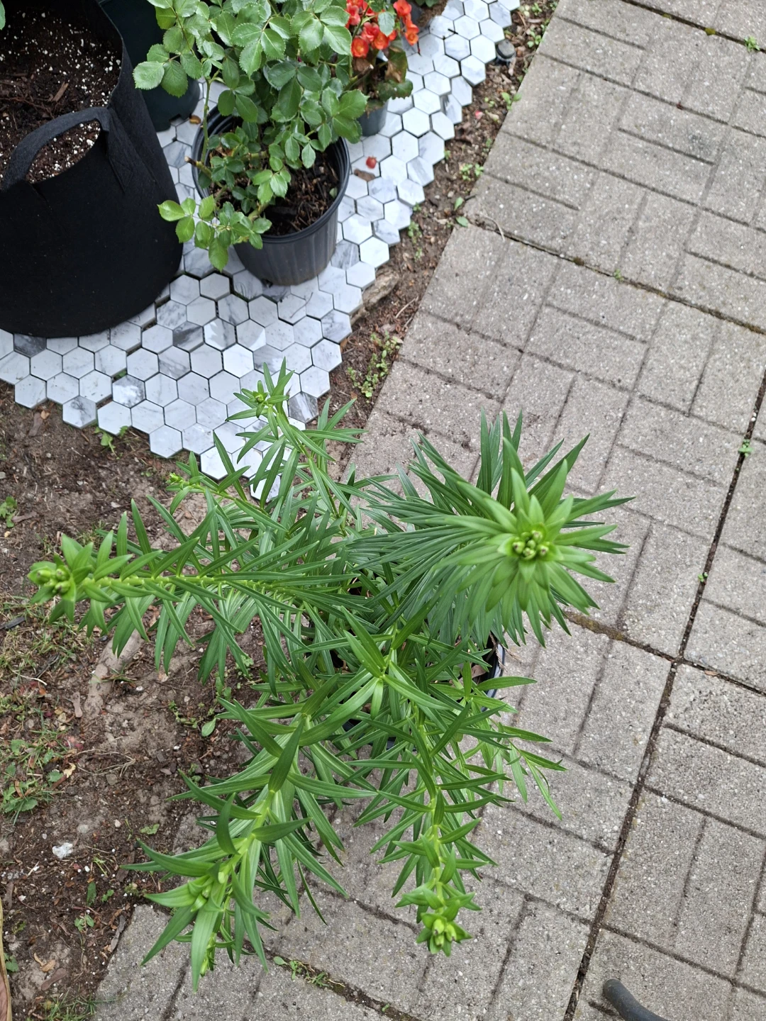 Autistic Lily Plant - photo 2