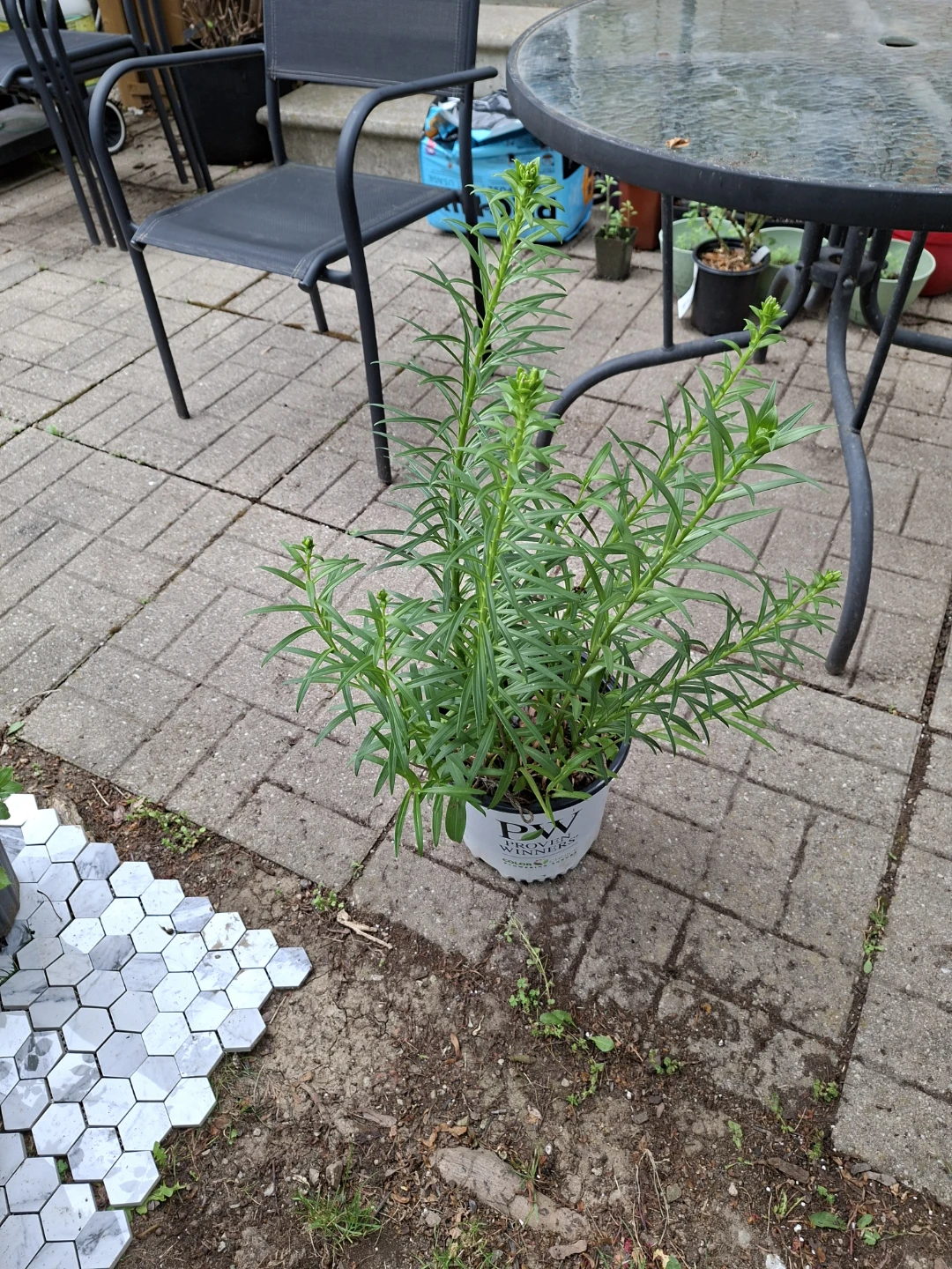 Autistic Lily Plant - photo 3