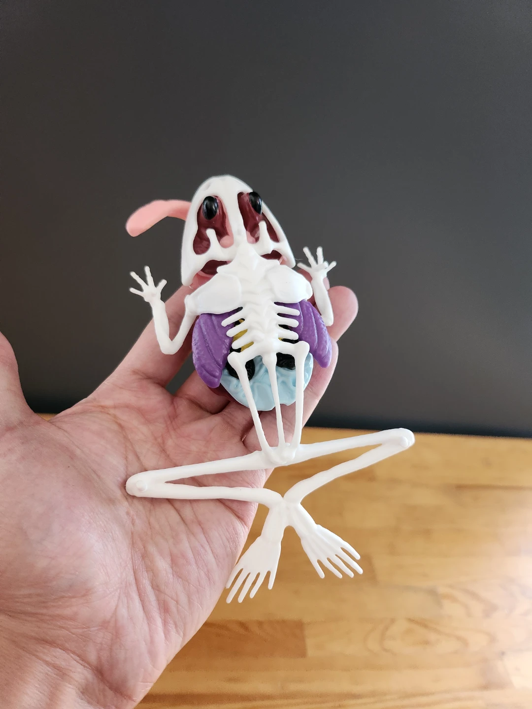 Dissect-It Frog Lab anatomy kit 4D Master Frog Anatomy Model ⚽