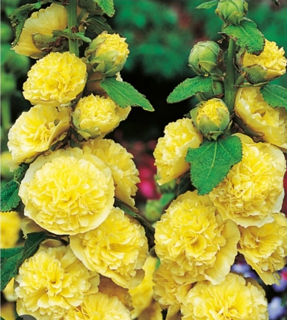 Yellow Hollyhock Plant