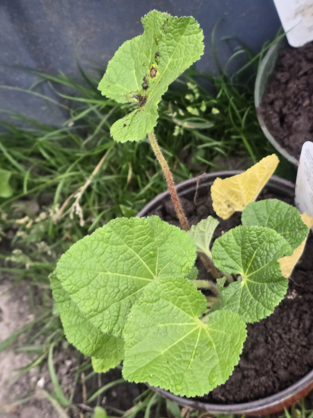 Yellow Hollyhock Plant - photo 2