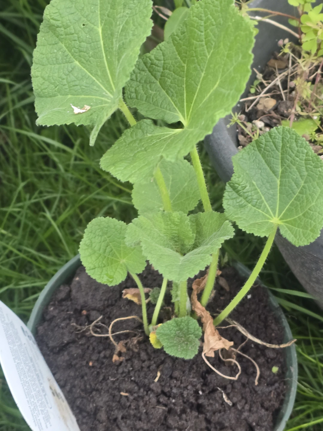 Yellow Hollyhock Plant - photo 3