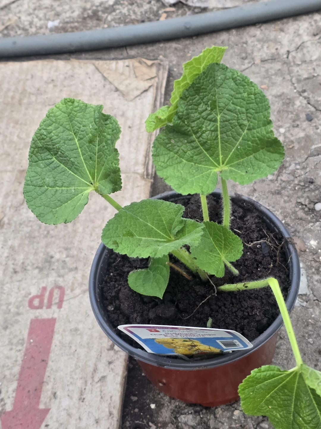 Yellow Hollyhock Plant - photo 5