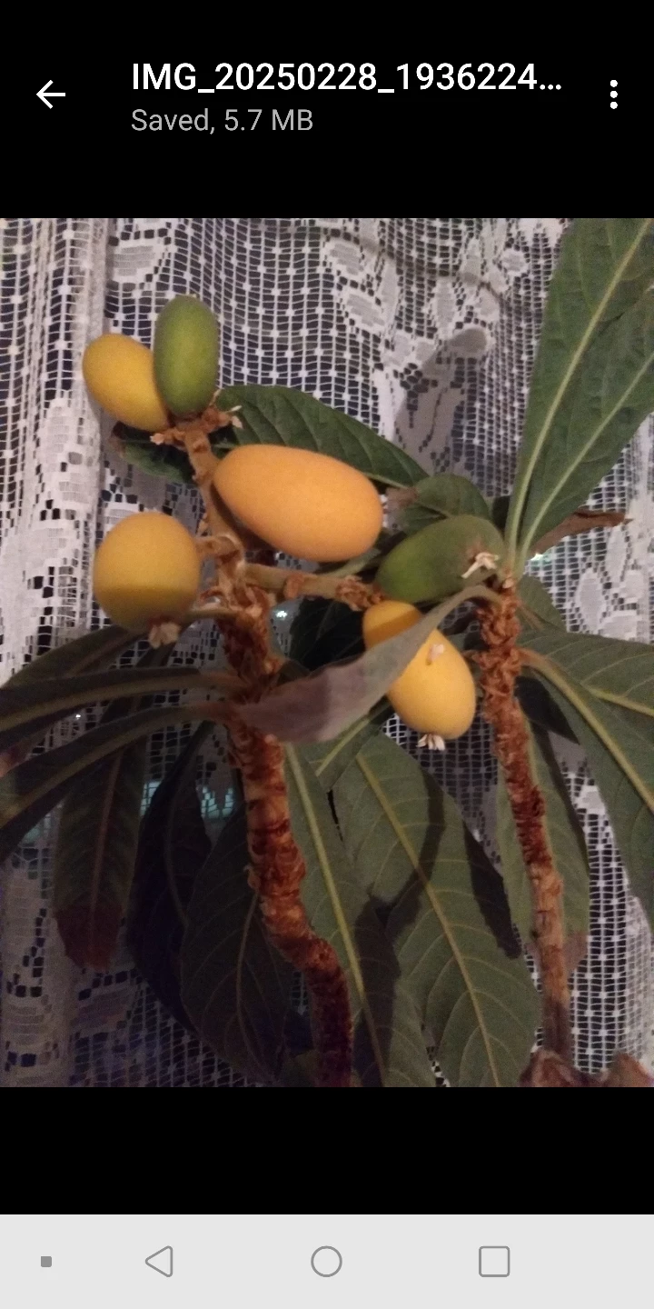 Indoor Japanese Plum (Loquat Tree) - photo 2