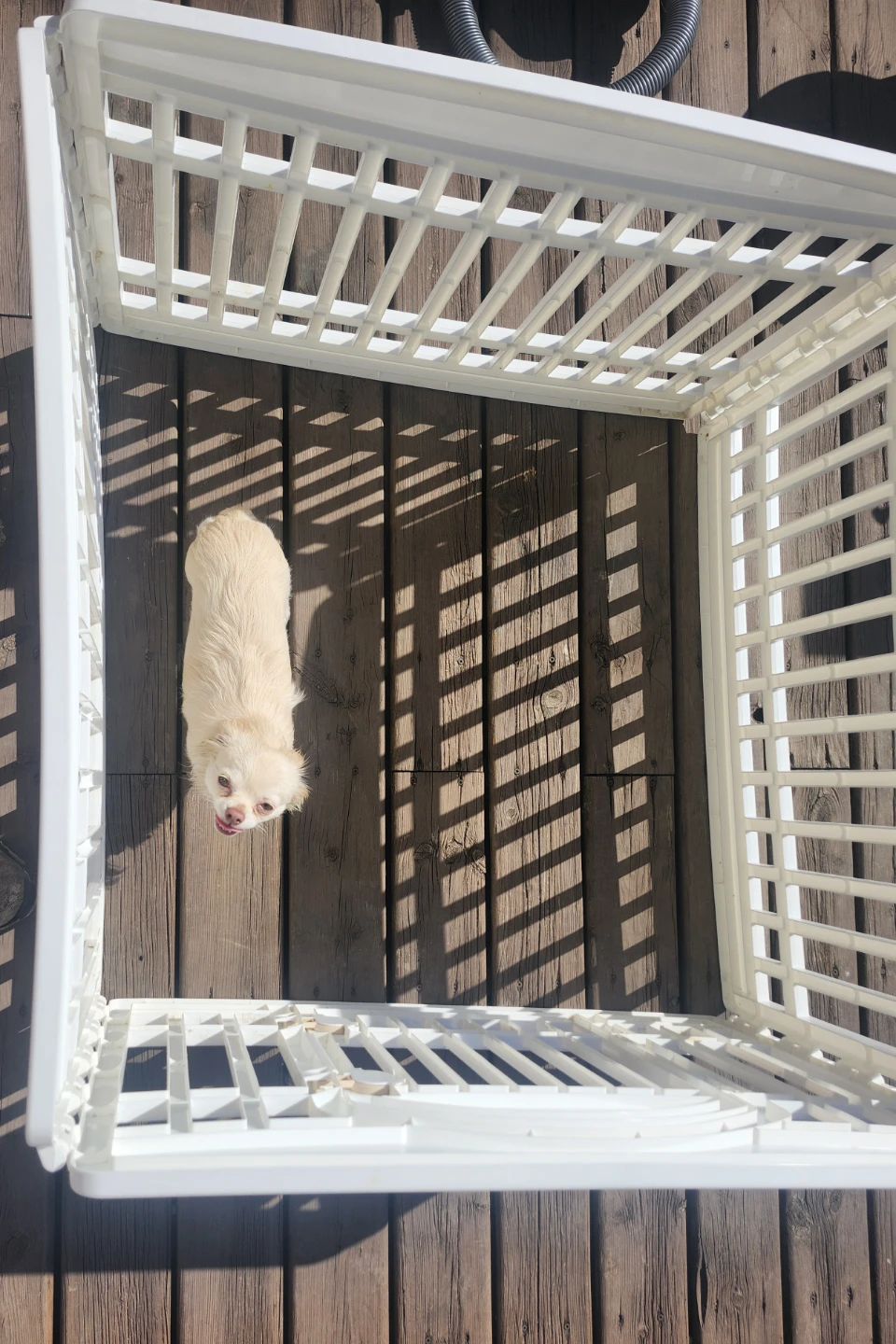 White Pet Playpen for Small Dogs - photo 3