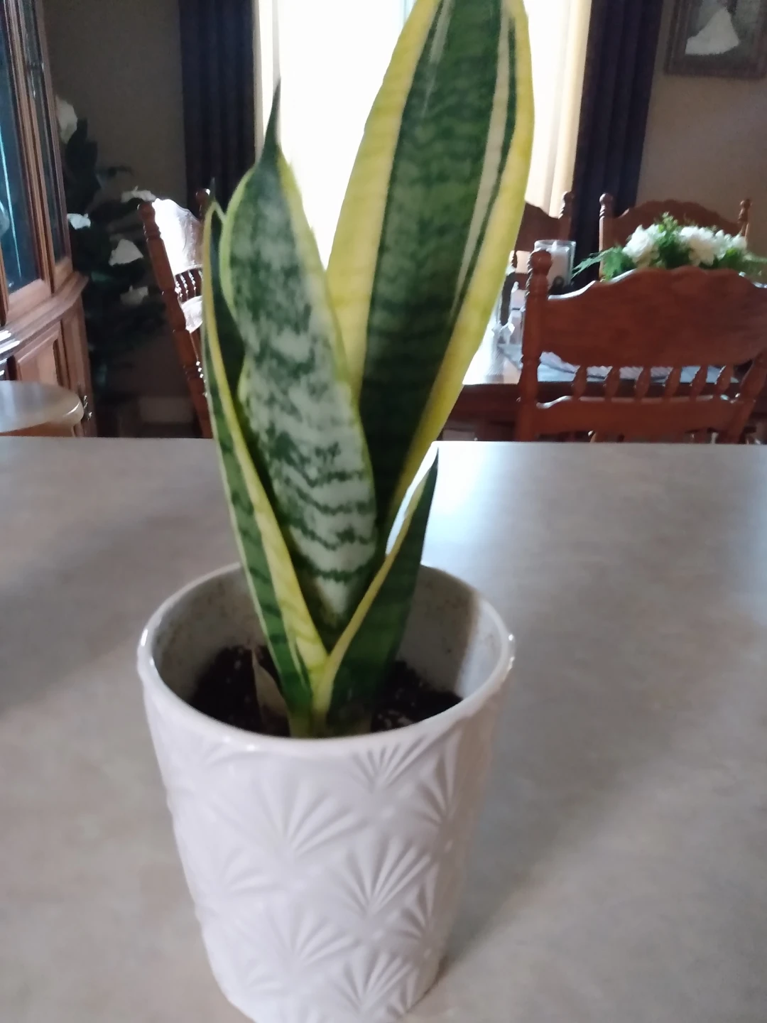 IndoorLive Snake Plant in White Pot