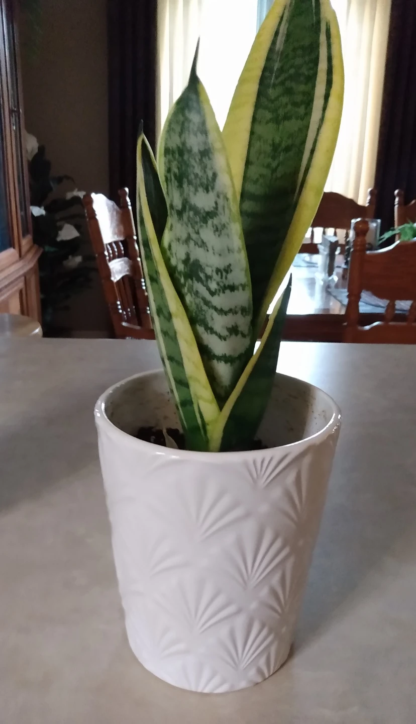 IndoorLive Snake Plant in White Pot - photo 2