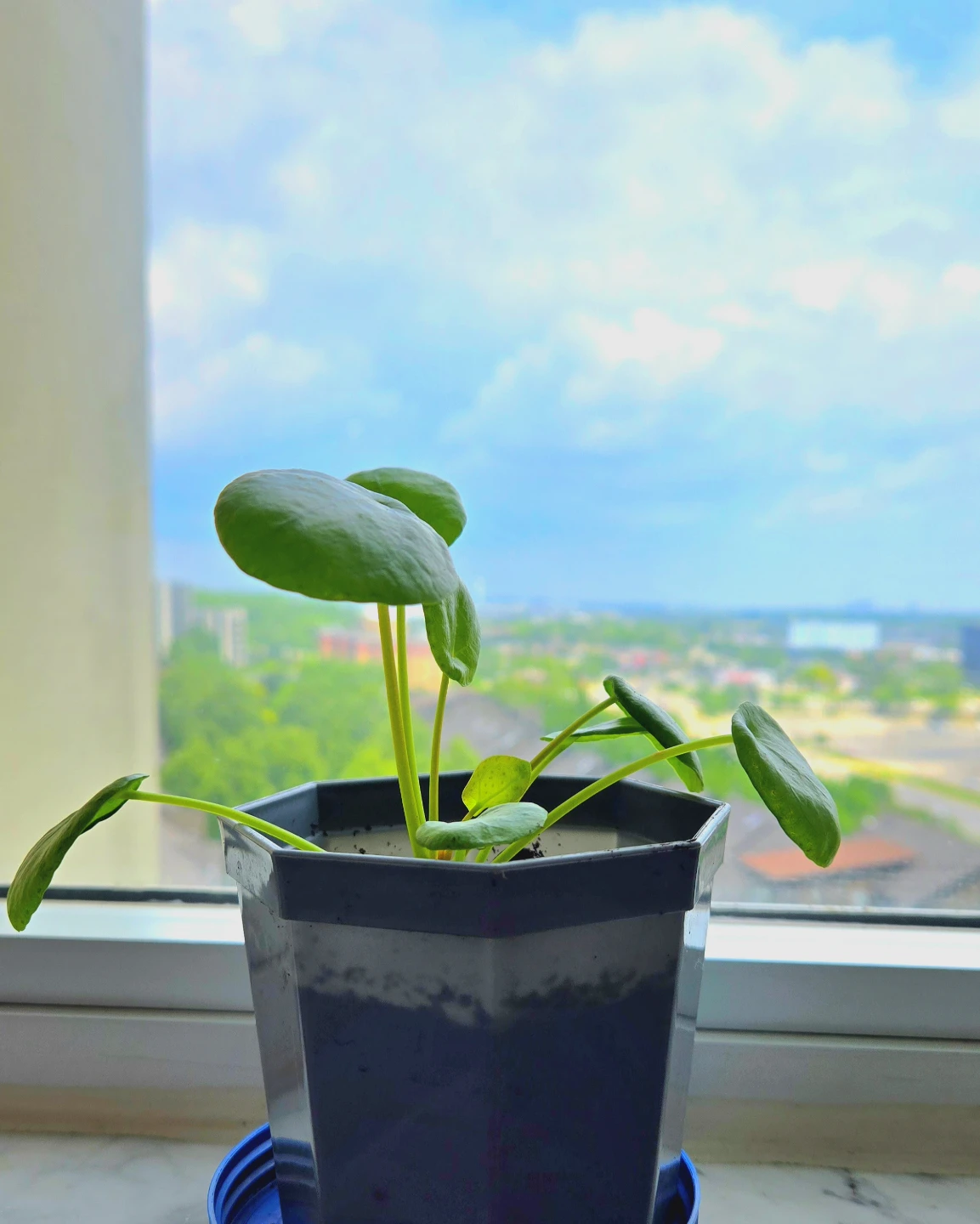 Pilea Peperomioides Plant