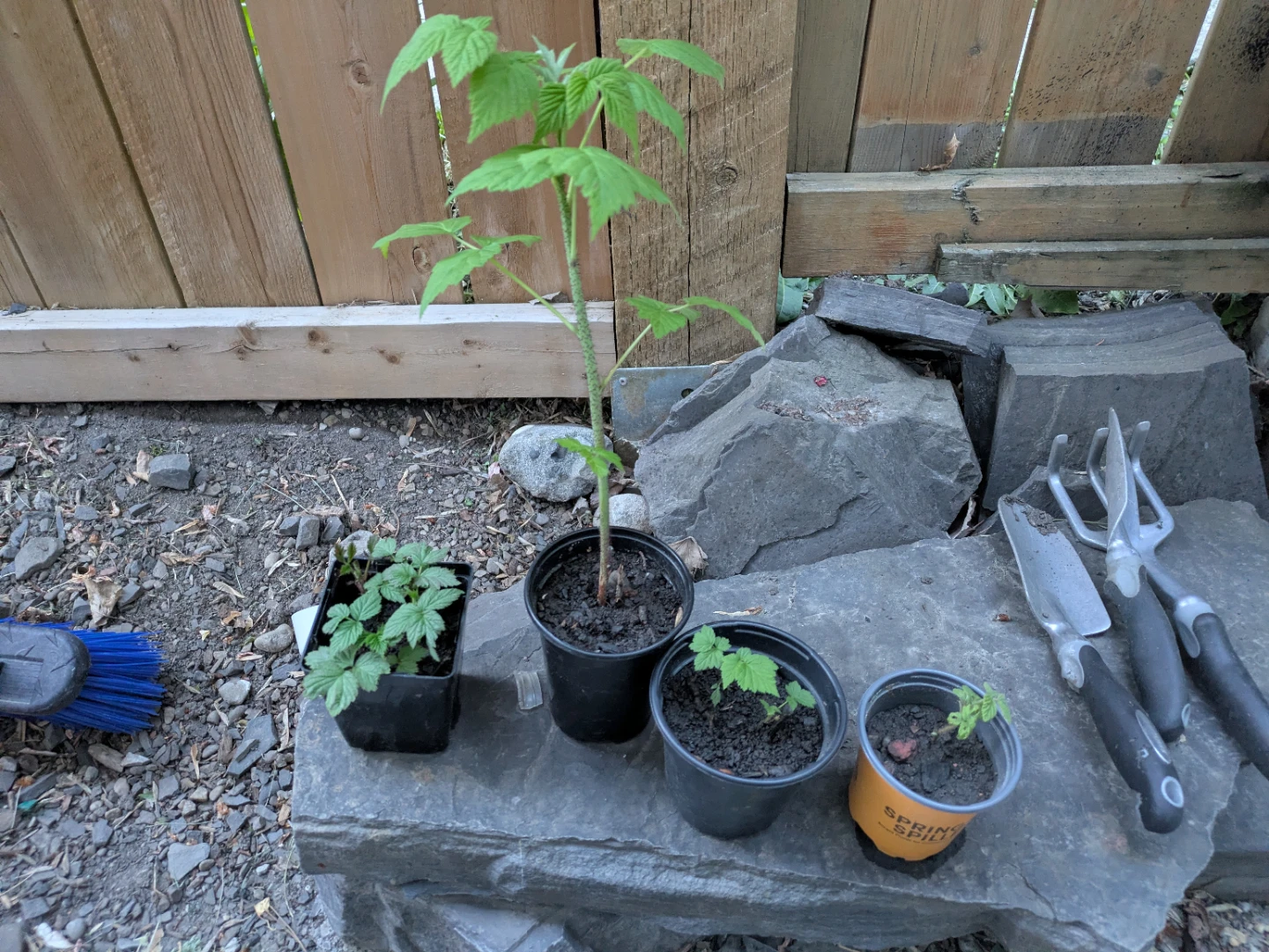 Raspberry Plants (3 pots)